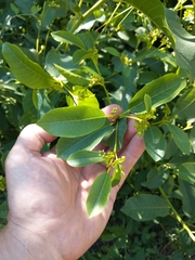 Frangula californica