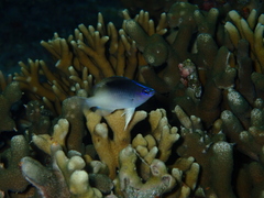 Chrysiptera rollandi