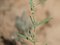 Chenopodium leptophyllum