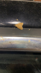 Achyra rantalis