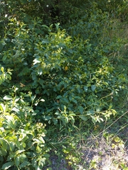 Frangula californica