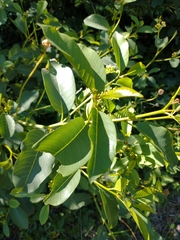 Frangula californica