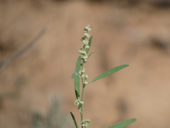 Chenopodium leptophyllum