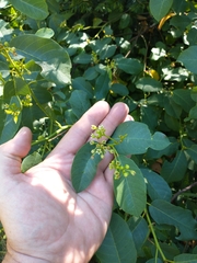 Frangula californica