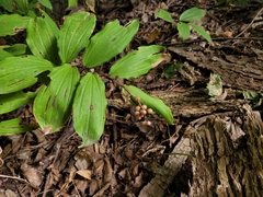 Maianthemum racemosum