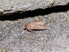 Xestia xanthographa