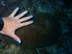Ctenactis echinata