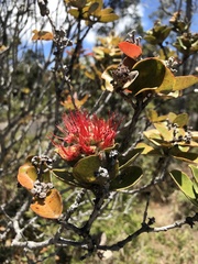 Metrosideros polymorpha