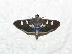 Desmia deploralis