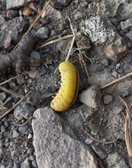 Cimbex femoratus