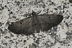 Eupithecia miserulata