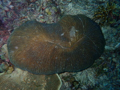 Ctenactis echinata