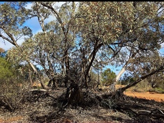 Eucalyptus socialis