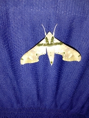 Sphingidae