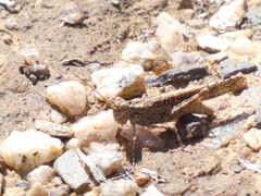 Trimerotropis gracilis