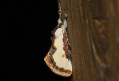 Eudryas unio