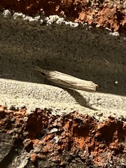 Fissicrambus mutabilis