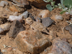 Phrynosoma hernandesi