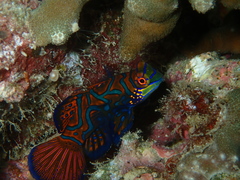 Synchiropus splendidus