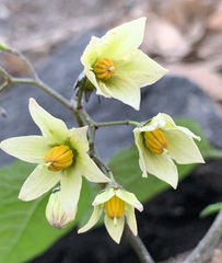Solanum bulbocastanum
