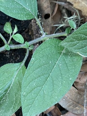 Solanum bulbocastanum