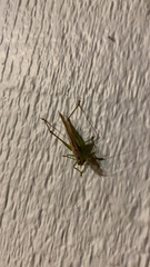 Conocephalus fasciatus