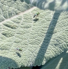 Condylostylus longicornis