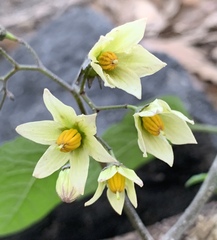 Solanum bulbocastanum