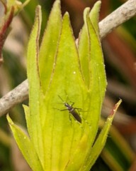 Aedes aegypti