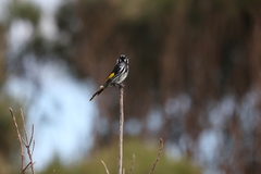 Phylidonyris novaehollandiae