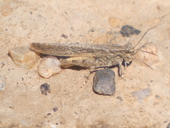 Trimerotropis gracilis