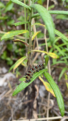Vanessa virginiensis