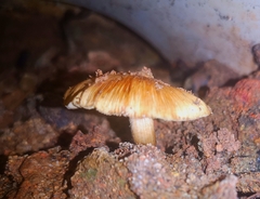 Mycena carmeliana
