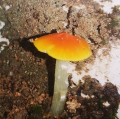Hygrocybe