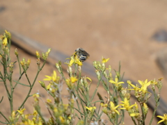 Apinae