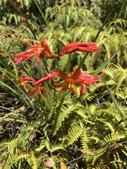 Crocosmia
