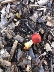 Leratiomyces erythrocephalus