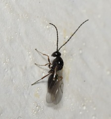 Eucoilinae