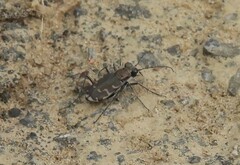 Cicindela repanda