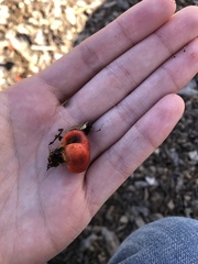 Leratiomyces erythrocephalus