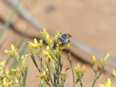 Apinae