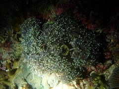 Euphyllia glabrescens