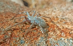 Isopeda leishmanni