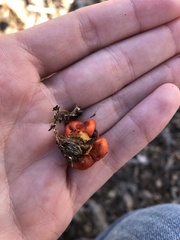 Leratiomyces erythrocephalus
