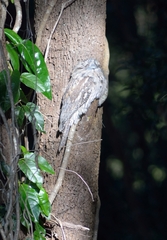 Podargus strigoides