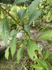 Impatiens balsamina
