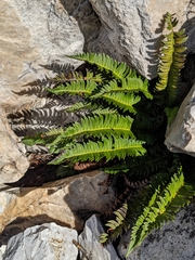 Polystichum lonchitis