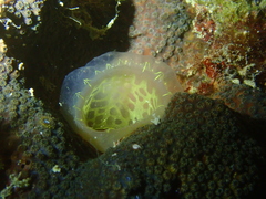 Ascidia ornata
