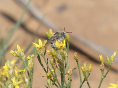 Apinae