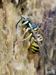 Vespula maculifrons